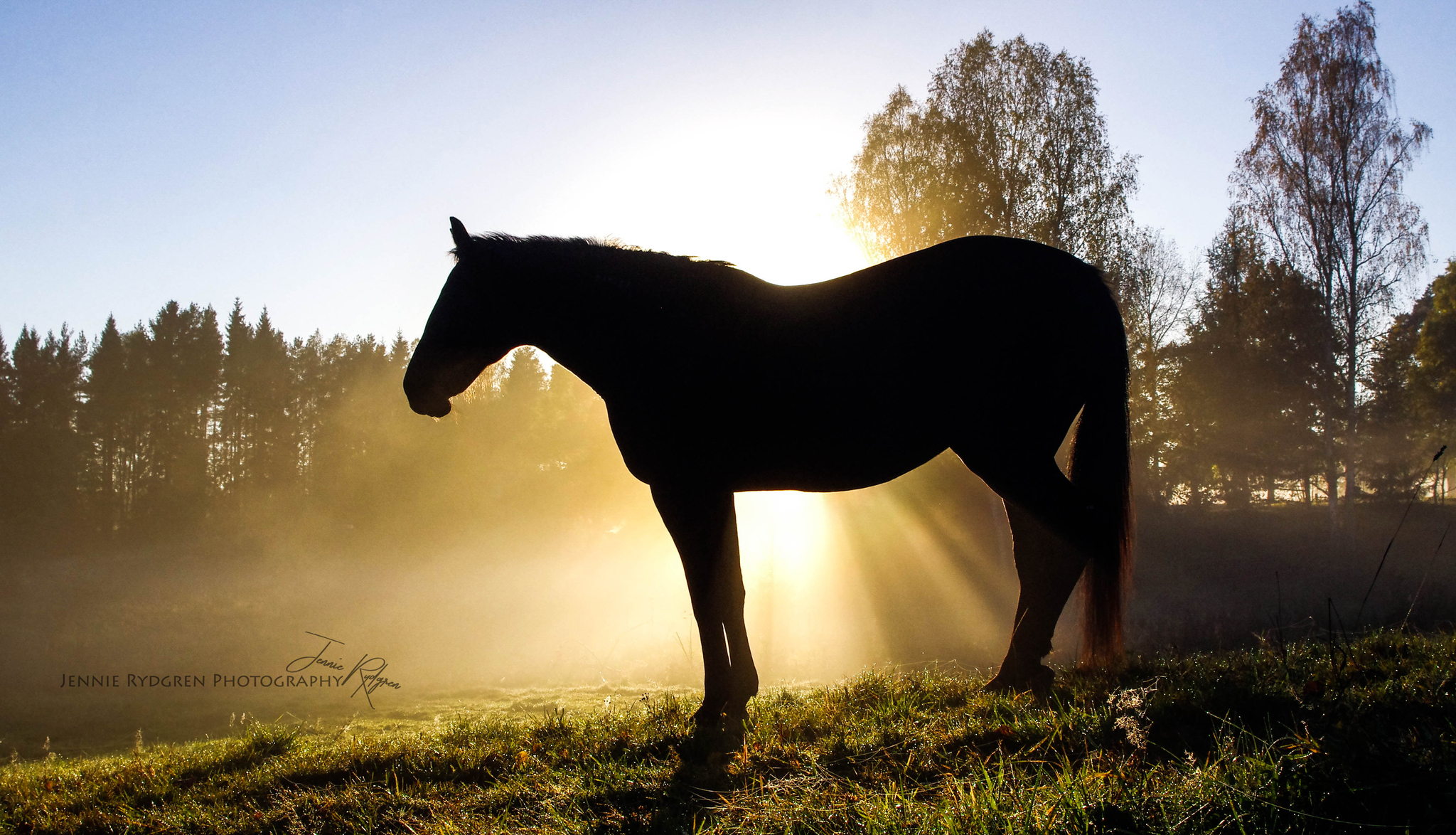 TAVLA | Häst i solljus