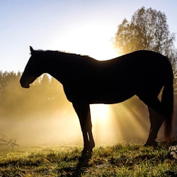 TAVLA | Häst i solljus