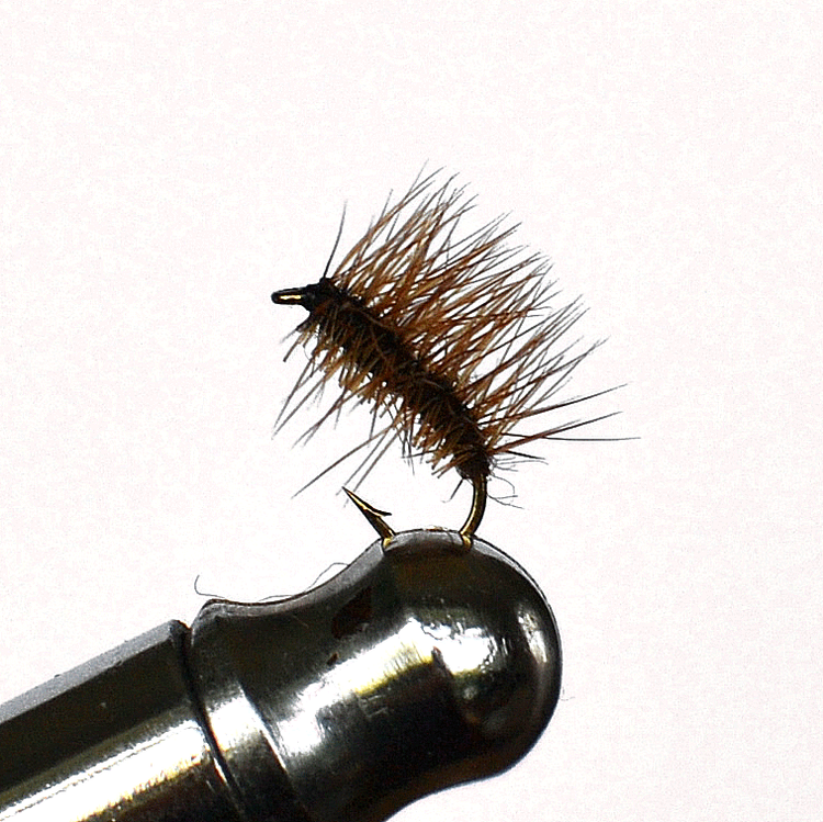 Surpuppa Brown torr fluga