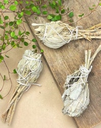 Salvia knippe