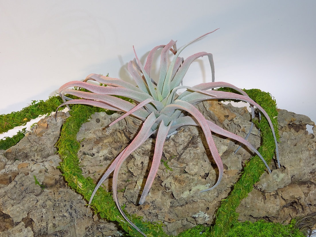 Tillandsia