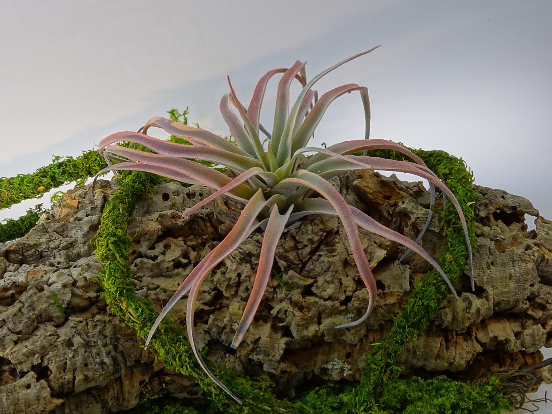 Tillandsia