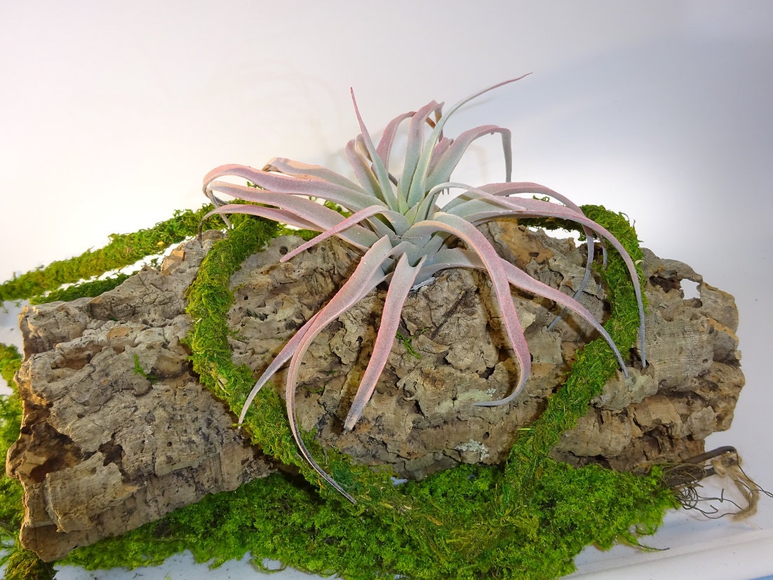 Tillandsia