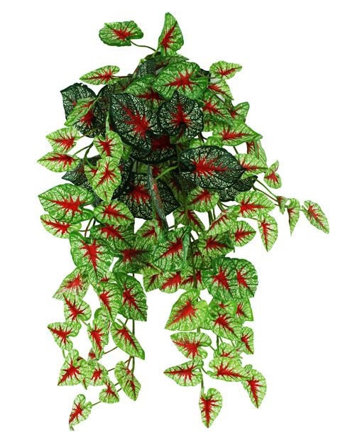 Pangea hängande växt Caladium 60 cm