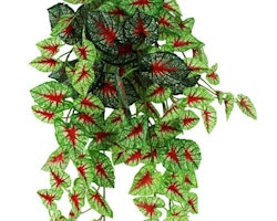Pangea hängande växt Caladium 60 cm