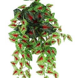 Pangea hängande växt Caladium 60 cm