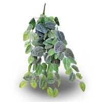 Pangea hängande växt Fittonia 60 cm