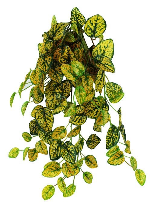Pangea hängande växt Aukuba (Japanese laurel) 60cm