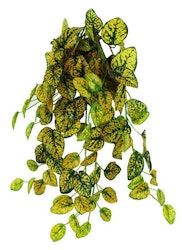 Pangea hängande växt Aukuba (Japanese laurel) 60cm