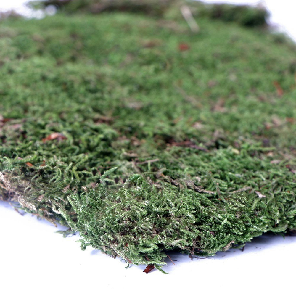 Terrario Shadow Forest Moss - Naturlig mossa
