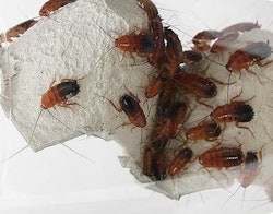 Red runners (Shelfordella lateralis)