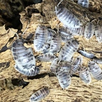 Porcellio laevis (Dairy cow)