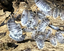 Porcellio laevis (Dairy cow)