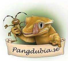 Pangdubia