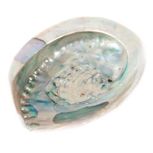 Abalone skal