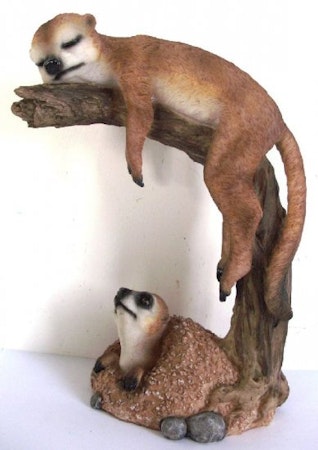 Meerkat sover