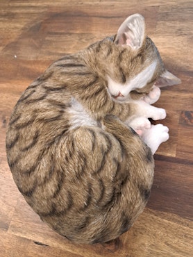 kat sover