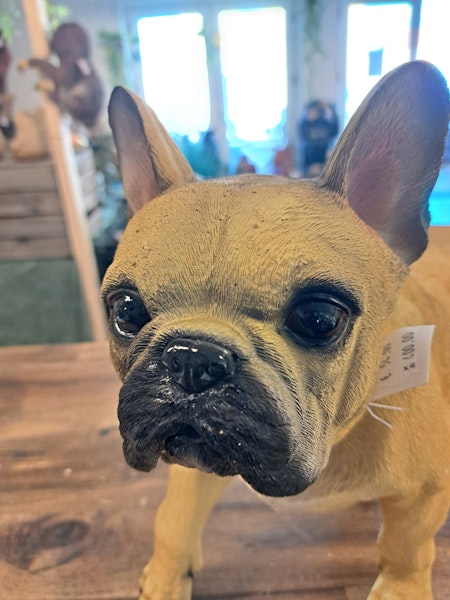 Fransk. Bulldog stående