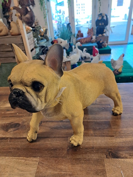 Fransk. Bulldog stående