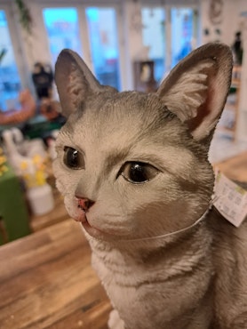 Kat stående, grå