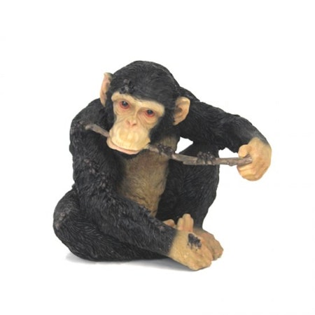 Chimpanser med pind