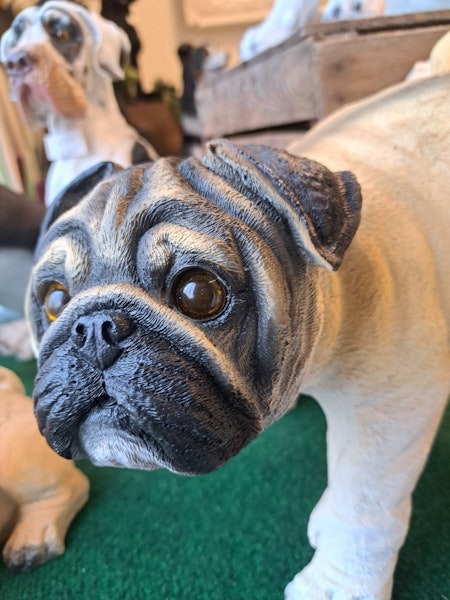 Mops tis