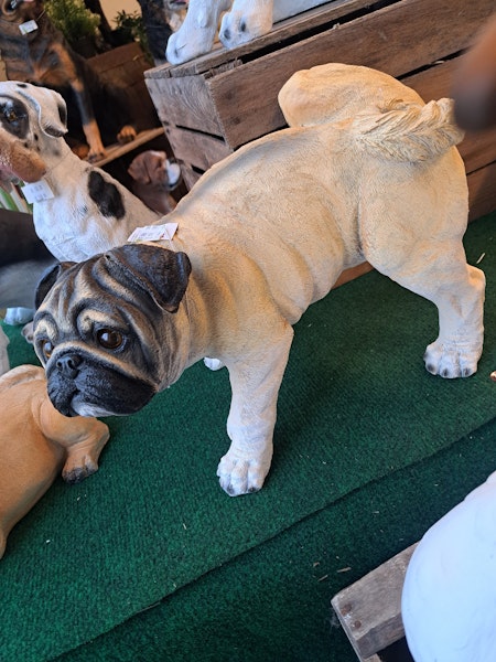 Mops tis