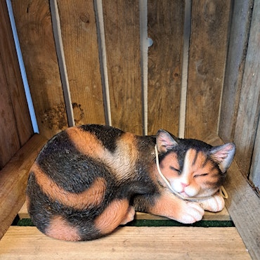 Sovende kat