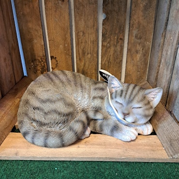 Sovende kat