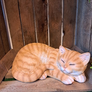 Sovende kat