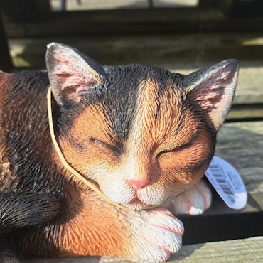 Sovende kat