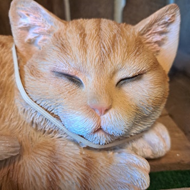 Sovende kat