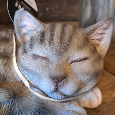 Sovende kat