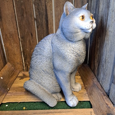 Kat grå