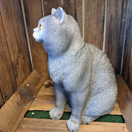 Kat grå