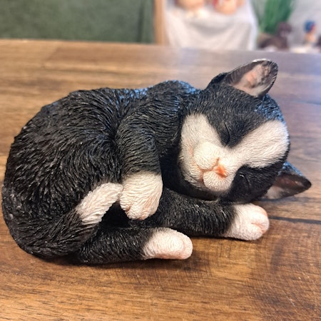 Sovende kat Sort og hvid