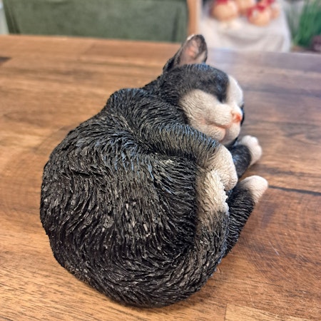 Sovende kat Sort og hvid