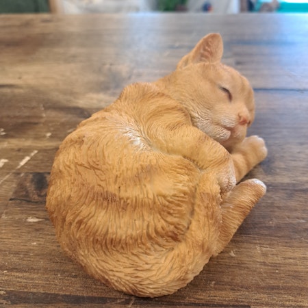 Sovende kat rød