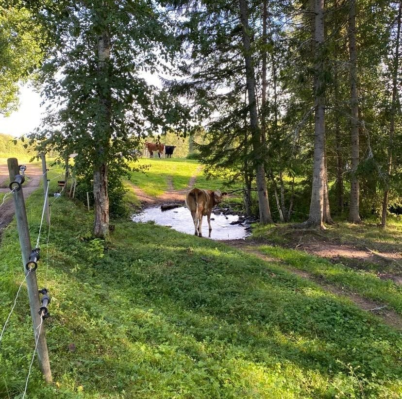 Löparfrukost 7 km - Torsdag 9 maj