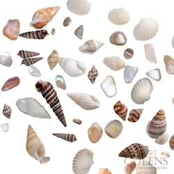 Mini seashells