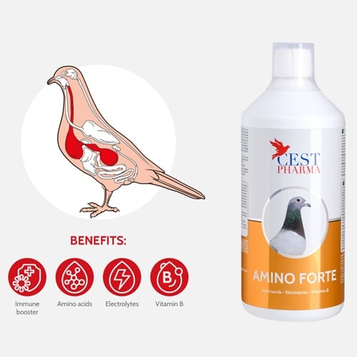 AMINO FORTE 500ml