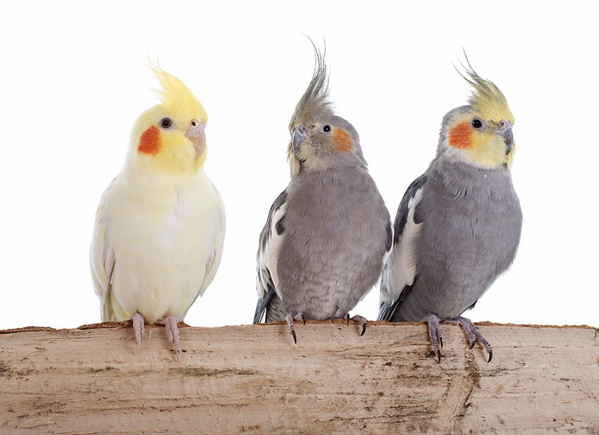 Backs parakeetfröet 2,5kg