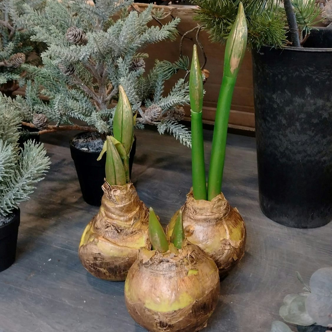 Amaryllis løg m/guld Stor