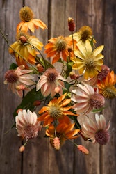 Solhat Orange