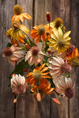 Solhat Orange