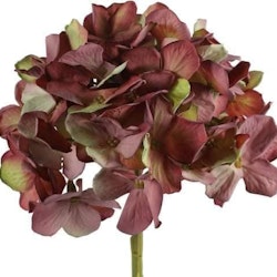 Hortensia  rosa