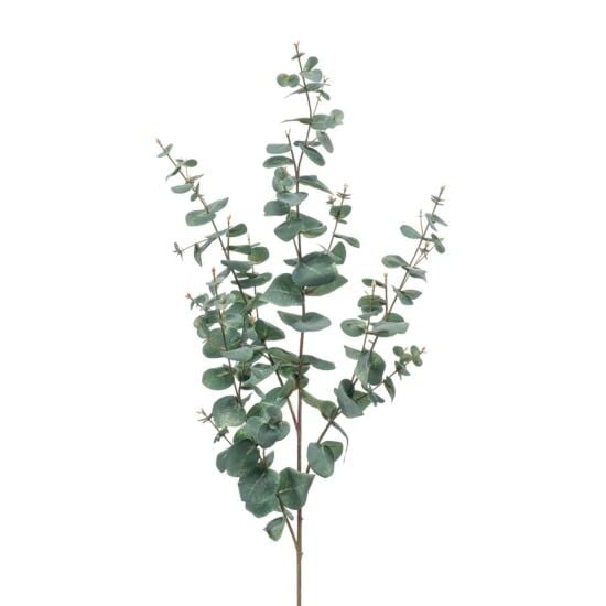 Eucalyptus gren