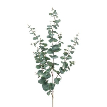 Eucalyptus gren