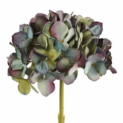 Hortensia  Blå