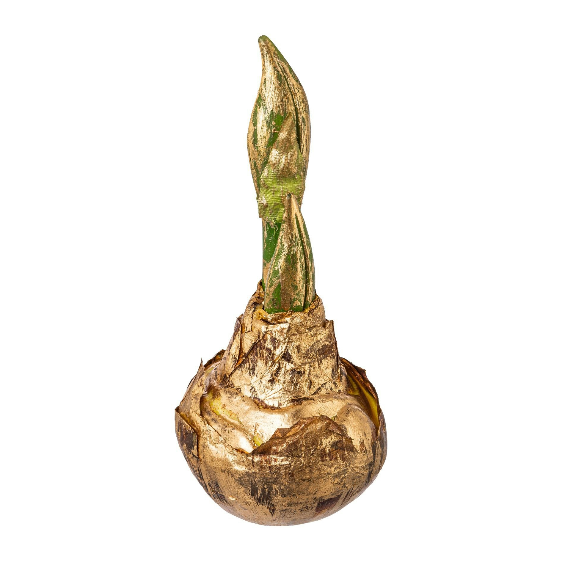 Amaryllis løg m/guld mellem